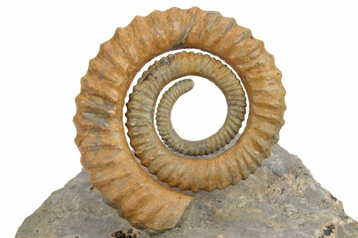 Early Devonian Ammonite (Anetoceras) - Tazarine, Morocco #249254